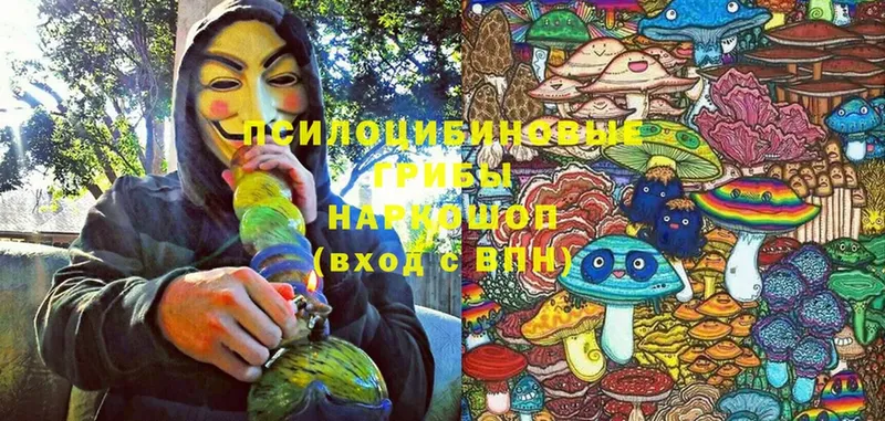 Псилоцибиновые грибы Psilocybe  Курчалой 